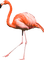 Kaz_Creations Bird Flamingo