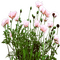 chantalmi fleur rose - PNG gratuit GIF animé