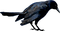 corbeau - png gratuito GIF animata