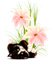 Diane75 Spring Cat flowers - Kostenlose animierte GIFs