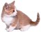 Kaz_Creations Cat Kitten - bezmaksas png animēts GIF
