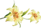 tulipan - darmowe png animowany gif