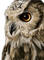 Eule, Owl, - zadarmo png animovaný GIF