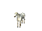 horse white gif - Darmowy animowany GIF animowany gif