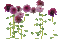Flower, Flowers, Deco, Decoration, Pink - Jitter.Bug.Girl - Безплатен анимиран GIF анимиран GIF