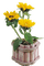 Sunflower.Tournesol.Pot.Victoriabea