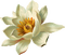 Water Lily Vintage - Free PNG Animated GIF