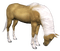 cheval - bezmaksas png animēts GIF