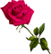 All my lovely flowers - png gratis GIF animado