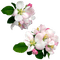 Apple Blossom - png gratis GIF animado