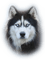 Hund, Husky - bezmaksas png animēts GIF