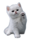 animalss cats nancysaey - безплатен png анимиран GIF