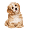 nbl-dog - ingyenes png animált GIF
