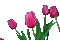 Tulip - Gratis geanimeerde GIF geanimeerde GIF