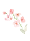 Fleur.Branche.branch.Pink.Plants.Deco.Spring.Printemps.Victoriabea - GIF animé gratuit GIF animé
