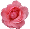 Kaz_Creations Deco Flowers Roses Flower Rose - PNG gratuit GIF animé