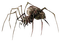 Spider - PNG gratuit GIF animé