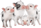 cochon - gratis png geanimeerde GIF