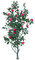 tree - png ฟรี GIF แบบเคลื่อนไหว