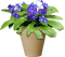Kwiat doniczkowy - nemokama png animuotas GIF