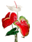Цветок - ingyenes png animált GIF