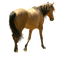 horse brown - png gratis GIF animado
