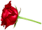 Rose.Red - png gratis GIF animado