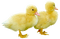 patos - 免费PNG 动画 GIF