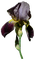 Tournesol94 fleur - nemokama png animuotas GIF