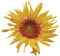 autumn deco kikkapink png sunflower flower - δωρεάν png κινούμενο GIF