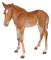 cheval - gratis png animeret GIF