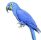parrot katrin - zadarmo png animovaný GIF