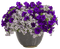 minou-flowers in a pot-blommor i kruka-fiori in vaso-fleurs dans un pot