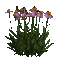 fleur violette.Cheyenne63 - Бесплатный анимированный гифка анимированный гифка