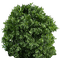 plants katrin - δωρεάν png κινούμενο GIF
