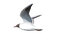gull katrin - Free PNG Animated GIF