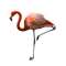 flamingo - gratis png animeret GIF