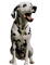 Tube Animaux Chien - 免费PNG 动画 GIF