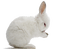 hase rabbit milla1959