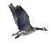 ANIMATED BIRD dubravka4 - Darmowy animowany GIF animowany gif