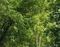 Wald - png gratis GIF animasi