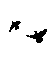 animals crow nancysaey - Darmowy animowany GIF animowany gif