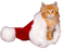 Christmas Cat - zdarma png animovaný GIF