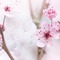 Background Spring Blossom - PNG gratuit GIF animé
