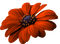 orange-arancione-fleur-fiore-flower-blomma-minou52 - PNG gratuit GIF animé