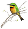 patymirabelle oiseau - ücretsiz png animasyonlu GIF