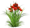 loly33 coquelicot - kostenlos png Animiertes GIF