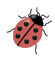 coccinelle - 免费PNG 动画 GIF