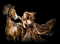 horse laurachan - Δωρεάν κινούμενο GIF κινούμενο GIF