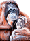 orangutan milla1959 - Безплатен анимиран GIF анимиран GIF